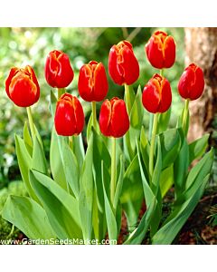 Лале /Tulip Verandi/ 11/12