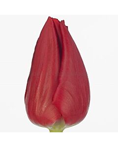 Лале /Tulip CURRY/ 1 бр