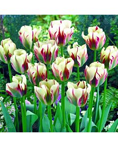 Лале Flaming Springgreen /Special edition/ 1 бр 