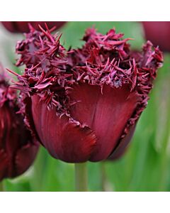 Лале /Tulip 'Labrador'/ 1 бр