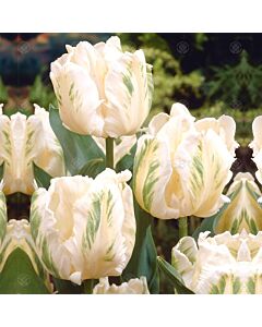Лале /Tulip Madonna/ 1 бр