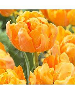 Лале /Tulips Orca / 1 бр