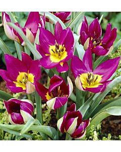 Лале Miscellaneous humilis Violacea Yellow Base