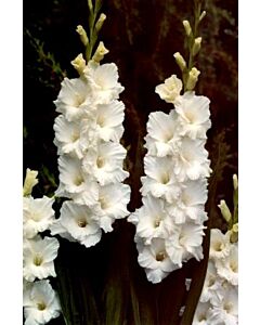 Гладиол Paloma Blanca
