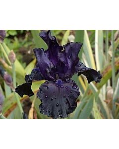Ирис / IRIS GERM. BLACK DRAGON / 