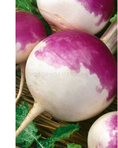 Ряпа Purple Top White Globe - 500  грама - BEJO