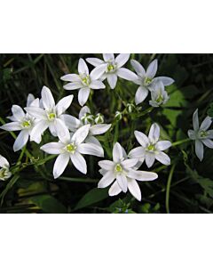 Гарвански лук umbellatum - 1 бр.