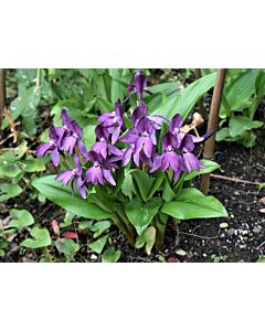 Роскоеа /Roscoea alpina/1 бр
