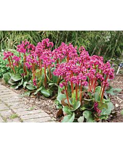 Бергения /Bergenia Cordifolia/ 1 бр