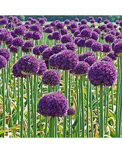 Декоративен лук Goliath / Allium altissimum Goliath / 1 бр