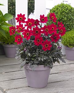 Далия Happy Days Cherry Red -1 корен