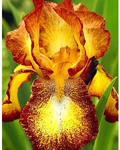 Ирис жълт на точки / iris germanica spotted yellow / 1 оп