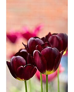 Лале Wallflower 1 бр