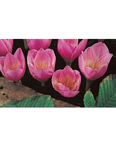 Минзухар Crocus Zonatus 1 бр 