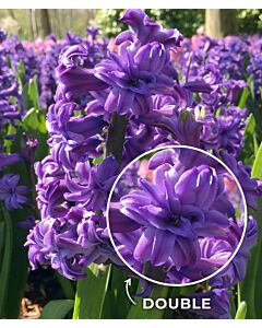 Зюмбюл / Lili Purple / 15/16