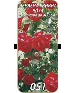 Увивна роза 051