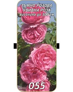 Увивна роза 055