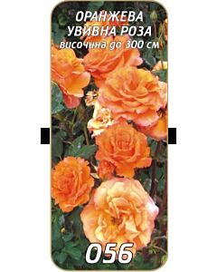 Увивна роза 056
