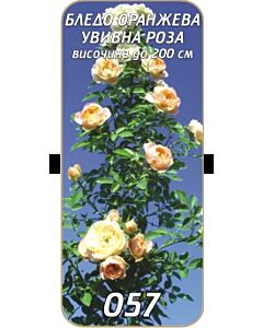 Увивна роза 057