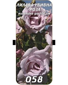 Увивна роза 058