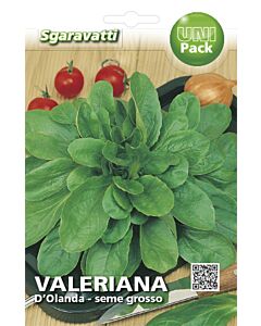 Семена Валериана D'olanda a Seme Grosso SG