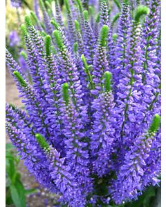 Вероника /Veronica Blue Explosion/ 1 корен