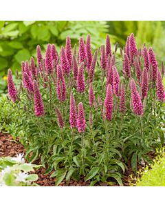 Вероника /Veronica Spicata Heidekind/ 1 корен