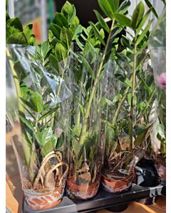  Zamioculcas zamiifolia (Дървото на парите и желанията) - 1бр