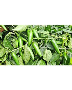 Пипер JALAPENO 143-142 F1 / - 500с (тип Барут)