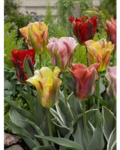 Лалета viridiflora mixed - 1 бр.