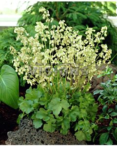 Хойхера / Heuchera Briz. Schneewittchen / 1 бр