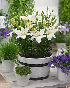  Лилиум азиатски Белем /Lilium asiatic Belem / 1 бр