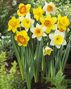 Нарцис /Narcissi large-cupped mix /