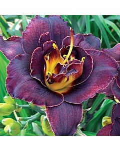 Хемерокалис Вуду танцьор / Hemerocallis Voodoo danser / 1 бр