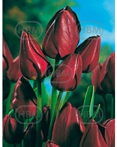 Лале Wallflower (Special edition)*