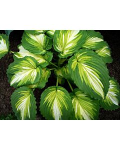Хоста Картина на война / Hosta Warpaint / 1 бр