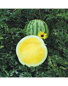 Семена дини YELLOW BUTTERCUP (HYBRID) - SAKATA - 500 семена