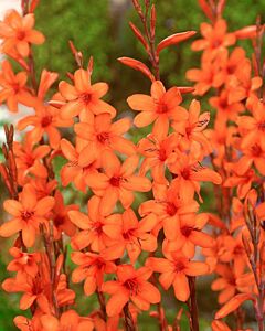 Уатсония / Watsonia pyramidata/ 1 бр