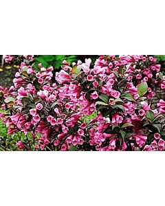 Вейгела /Weigela Florida Foliis Purpureis/ 1 бр фиданка 