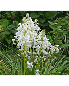 Лъжезюмбюл/ hispanica 'White City' -1 бр.