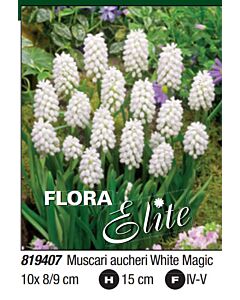 Мускари aucheri White Magic - Пакет: 1 оп. - 10 бр.