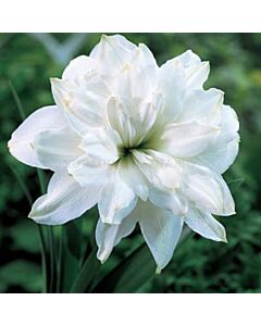 Амарилис White Peacock 1 бр