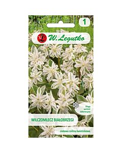 ЛГ ЕУФОРБИЯ Euphorbia marginata white-green