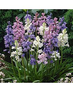 Лъжезюмбюл /Hyacinthoides hispanica mix/ 1 оп (10 бр )