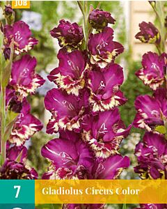 Гладиол Circus Color - Gladiolus large-flowered Circus Color