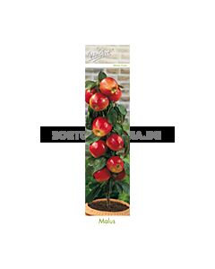 Ябълка - Malus domestica 'braeburn' 
