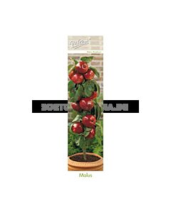 Ябълка тъмно червена - Malus domestica 'braeburn'