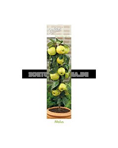 Ябълка Златна превъзходна - Malus domestica 