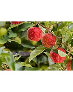 Ябълка (Malus Gala Red-Yellow)	