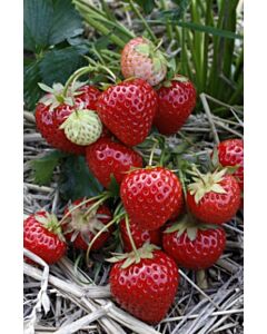 Ягоди Strawberry Elegance - Verpakt Edibles capper edibles Strawberry Elegance - 5 бр.